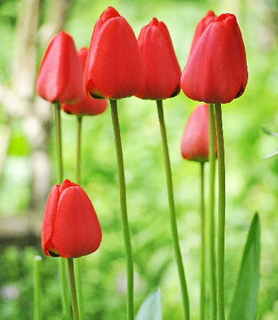 tulipan-día-mundial-párkinson